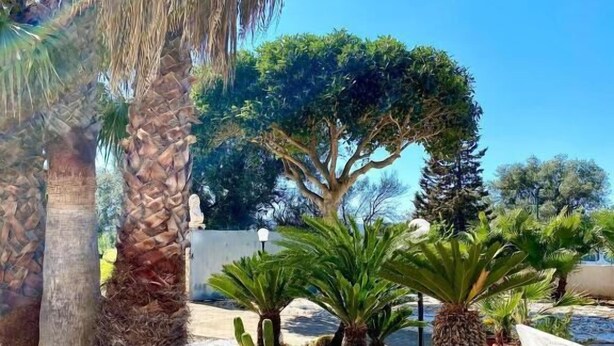 Ein Garten mit Palmen, Kakteen und verschiedenen Sträuchern.