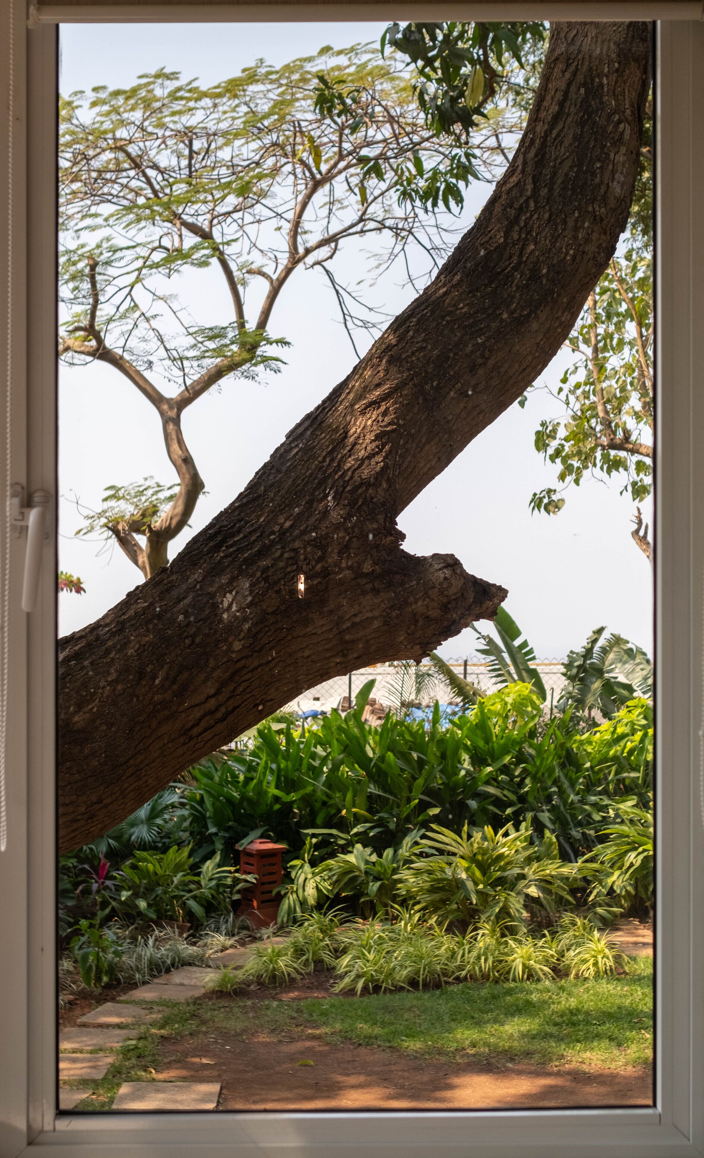 A large tree with a thick trunk and branches extending outward, surrounded by lush green foliage and a variety of plants.