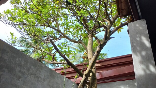 A tree with green leaves and a rough trunk, positioned between two concrete walls. - Indra Sisila Villa Bentota  (Bentota)