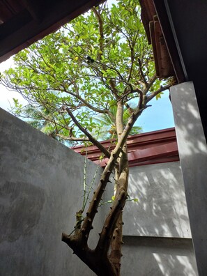 Un arbre aux feuilles vertes et à l’écorce rugueuse, situé entre deux murs en béton.