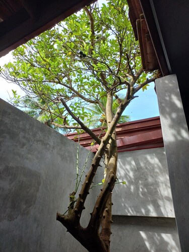 Indra Sisila Villa Bentota 