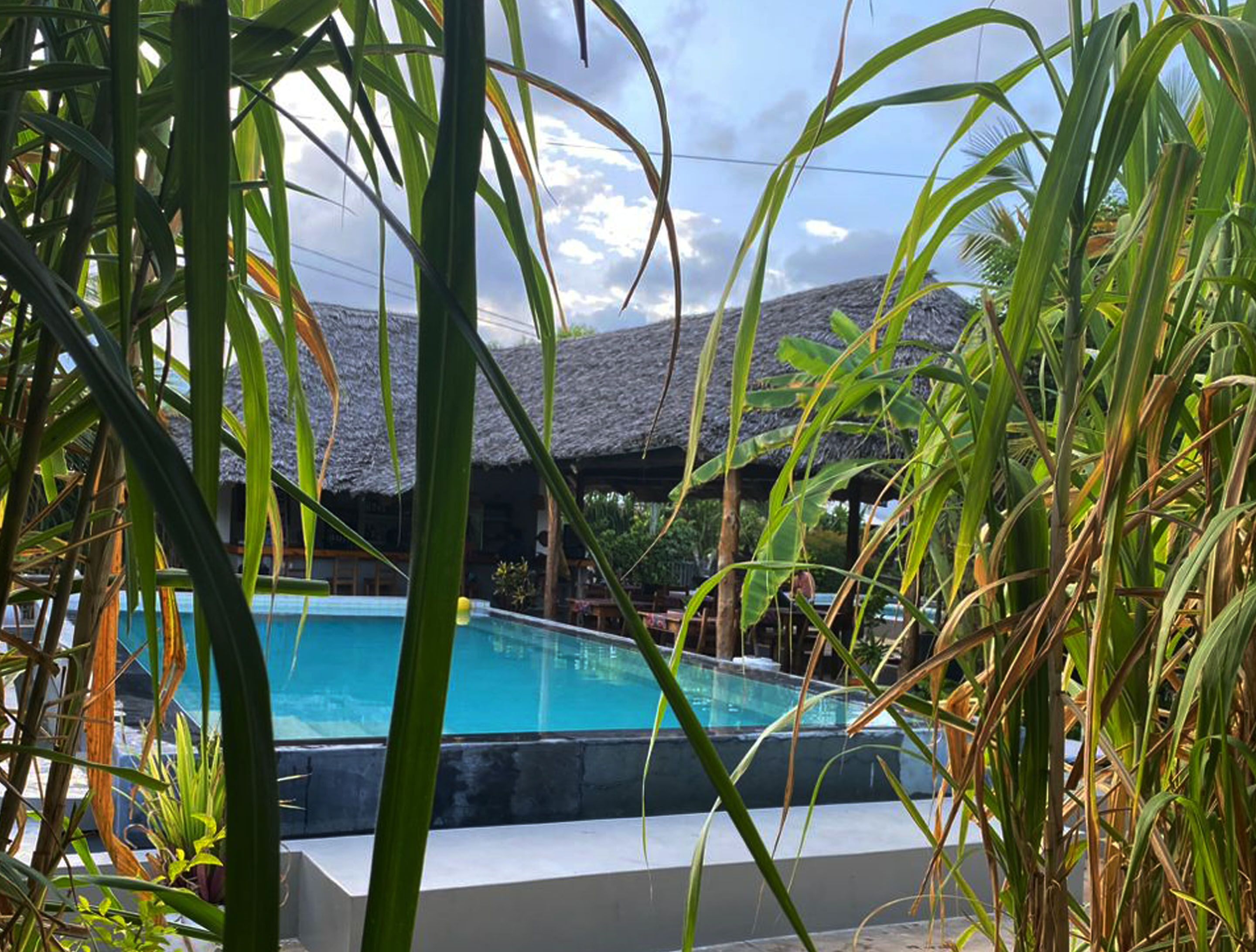 A swimming pool surrounded by tropical plants and a thatched-roof structure.