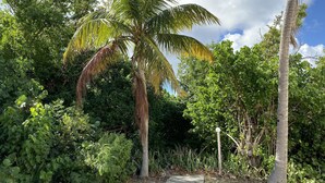 A pathway surrounded by lush greenery and tall palm trees. - Oceanfront Beach Luxury Retreat (St Thomas)