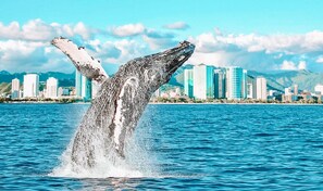 A whale breaching the water with a cityscape in the background. - Cute Studio in the heart of Waikiki w/ Parking! (Honolulu)