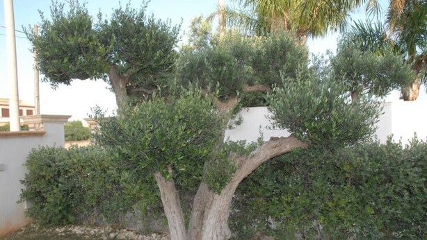A tree with a thick trunk and multiple branches, surrounded by a well-maintained hedge.