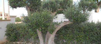 Intero Residence in esclusiva con piscina privata vicino la spiaggiadiTonnarella