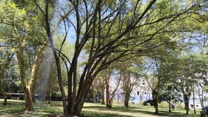 Um parque com uma árvore grande no centro, rodeado por outras árvores e um corpo d'água ao fundo.