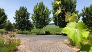 A paved pathway curving through a vineyard with lush greenery and trees in the background. - Hotel Les Grains D'argent (Dizy)