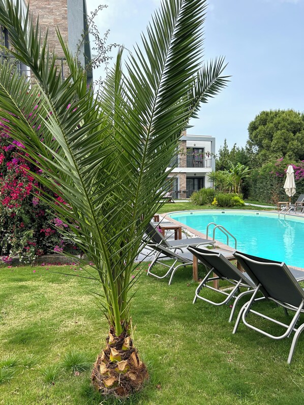 A poolside area with lounge chairs, a palm tree, and a building in the background. - Malta Bodrum (Bodrum)