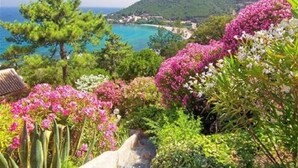 A coastal landscape with a stone pathway, lush greenery, and a view of the sea and hills in the background. - Villa Tarco, sleeping facilities, directly on the beach, 300 m from the beach (Conca)