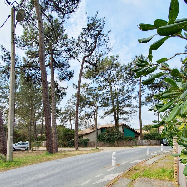 Stroll along a serene residential street lined with tall pine trees and charming homes.