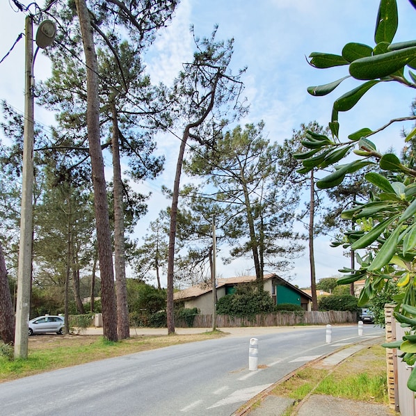 Stroll along a serene residential street lined with tall pine trees and charming homes.