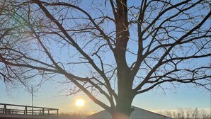 A tree in a yard with a dock and a gazebo. - Lakefront views at our Long Island Lookout! (Belle Center)