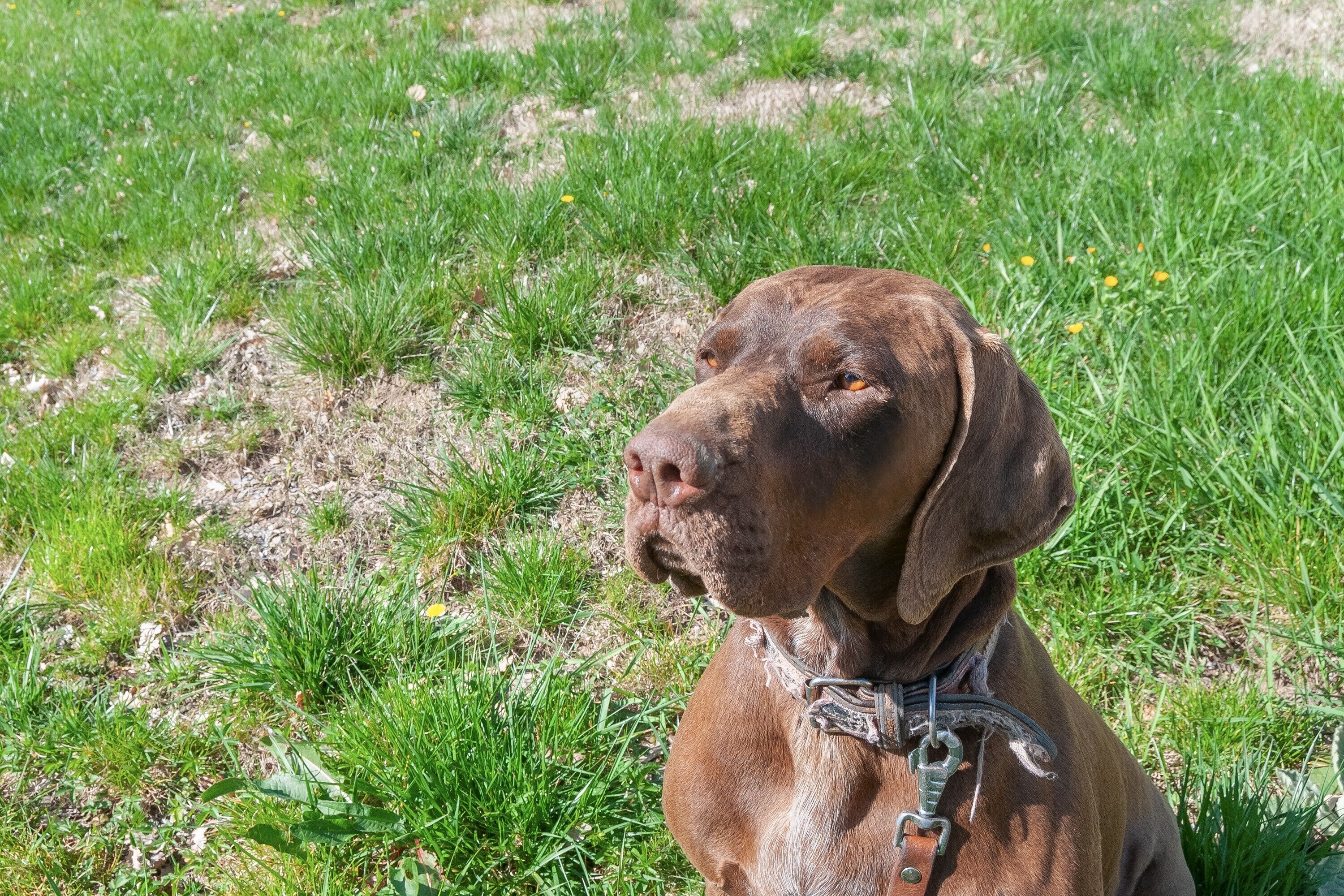 Un chien dans un espace extérieur recouvert d’herbe.