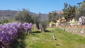 A vineyard with purple flowers, a stone wall, and a dog. - Apartment 'La Tavernetta' with Shared Pool, Private Terrace and Wi-Fi (Castelfranco Piandiscò)