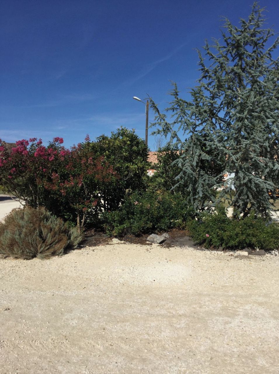 A sandy area with a street lamp, a large evergreen tree, and flowering bushes.