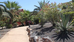 A paved pathway surrounded by various plants and trees, including palm trees and a large agave plant. - Holiday flat in a beautiful complex with large swimming pool and private terrace (Corralejo)