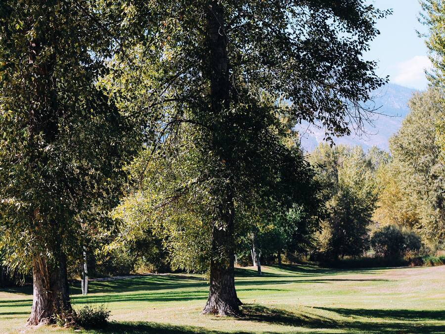 Een park met grote bomen en een verzorgd gazon.