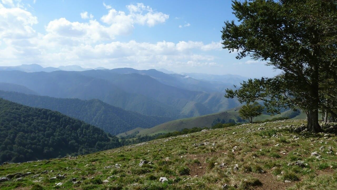 A mountainous landscape with a clear sky and a single tree on the right.