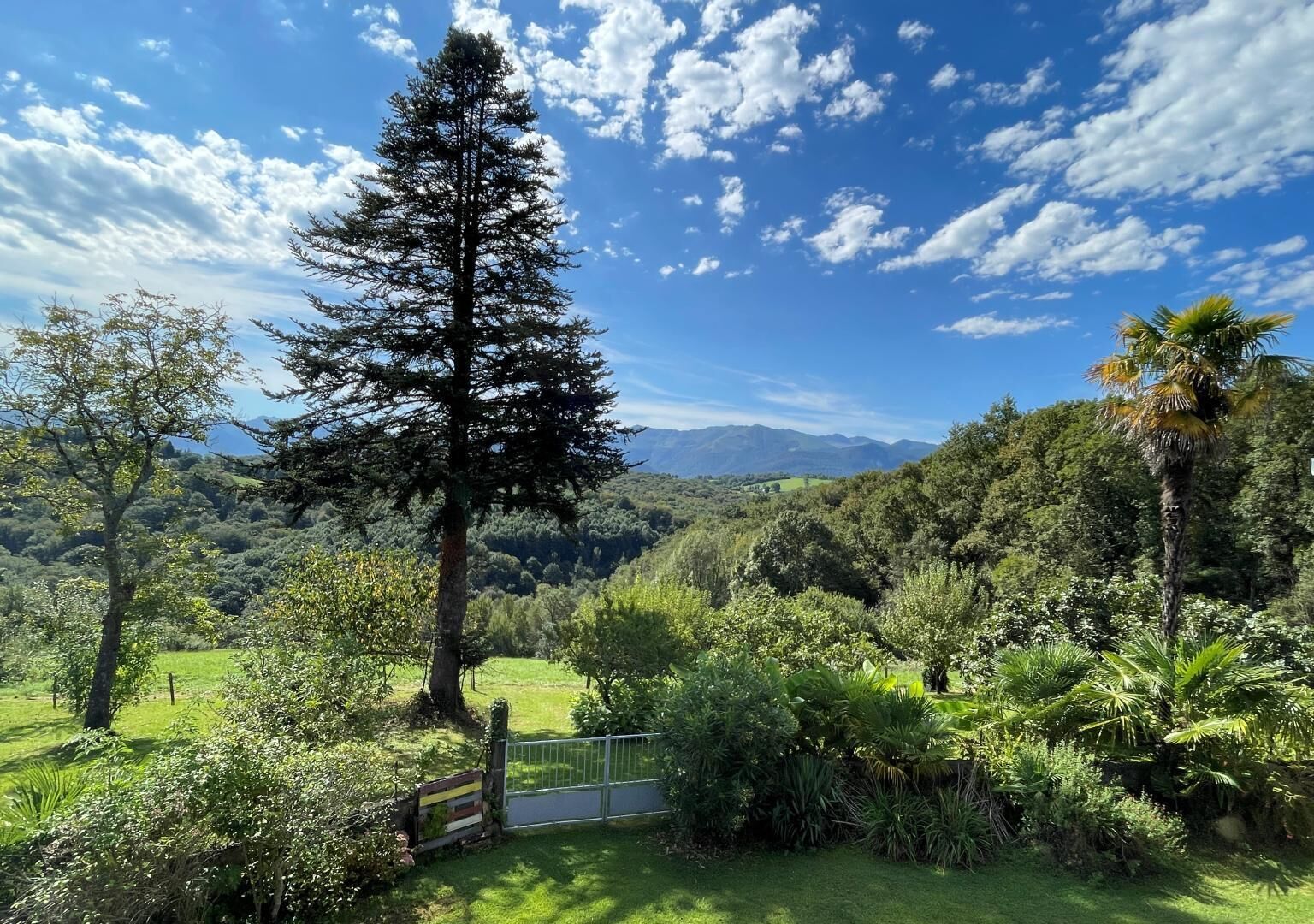 A lush landscape with a prominent coniferous tree, a palm tree, and a metal gate.