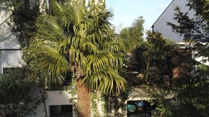 Ein Gebäude mit weißer Fassade, umgeben von üppiger Vegetation, darunter eine markante Palme.