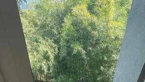 Blick auf einen Pool, der von üppigem Grün umgeben ist, sichtbar durch eine Glastür.