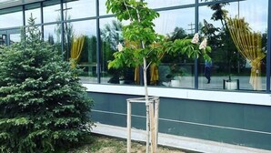 A modern building with large windows and a small tree planted in the foreground. - Hotel 78 Cafe (Karakol)