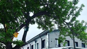 A modern building with a stone facade, large windows, and a green tree in the foreground. - Hotel 78 Cafe (Karakol)