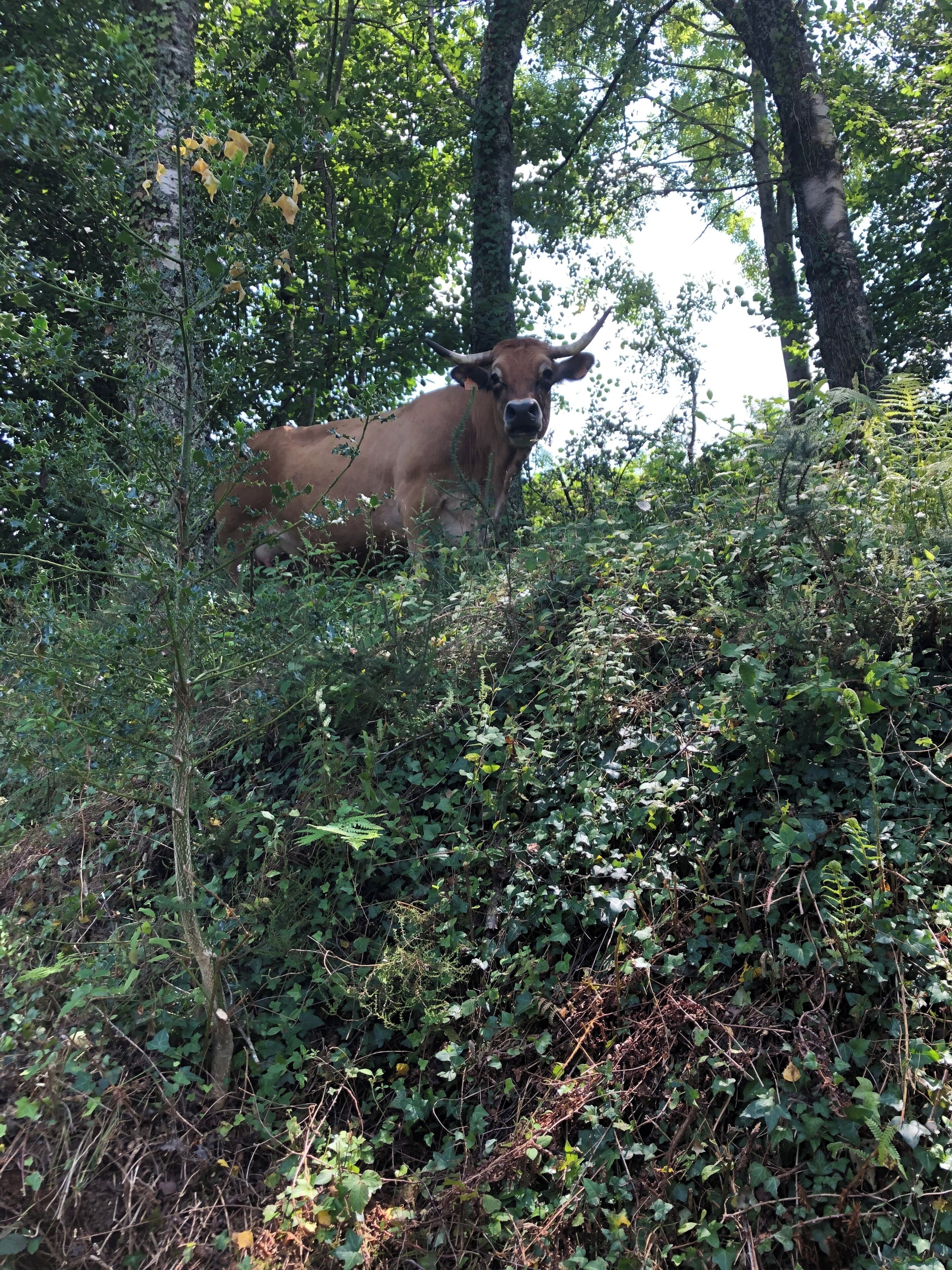 A cow in a natural, wooded area.