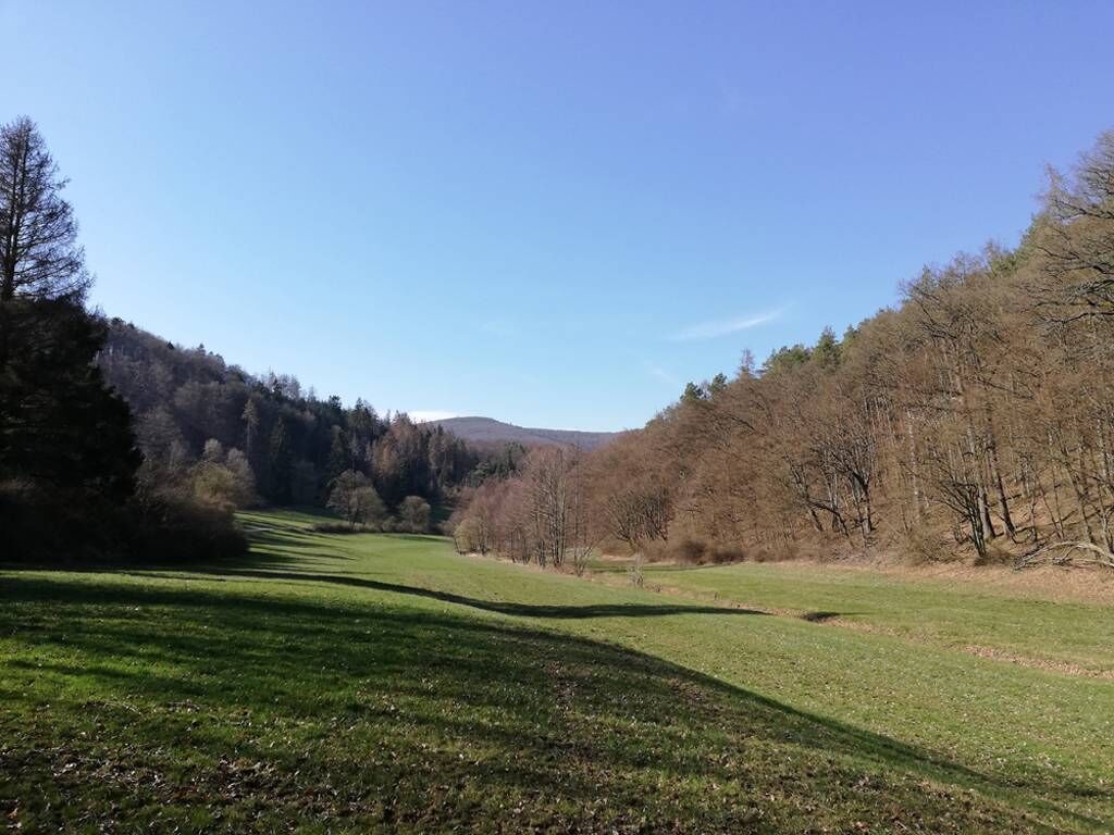 A grassy field with trees and a clear sky.