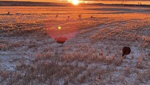 A snowy field with a sunset in the background. - Outdoorsman Paradise- 1/2 mile from Lake Oahe (Pierre)