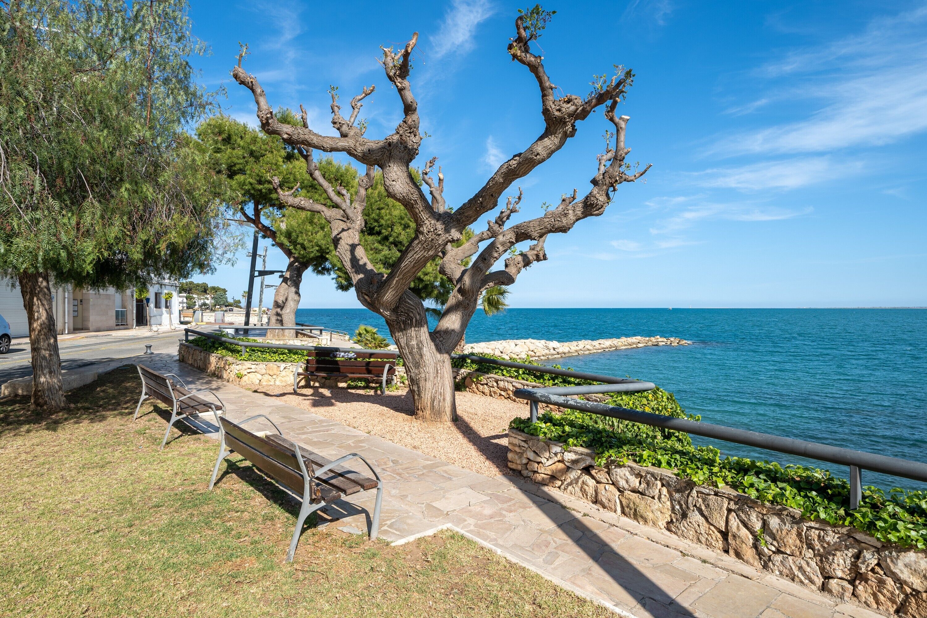 A coastal park with benches, a stone pathway, and a tree by the sea.