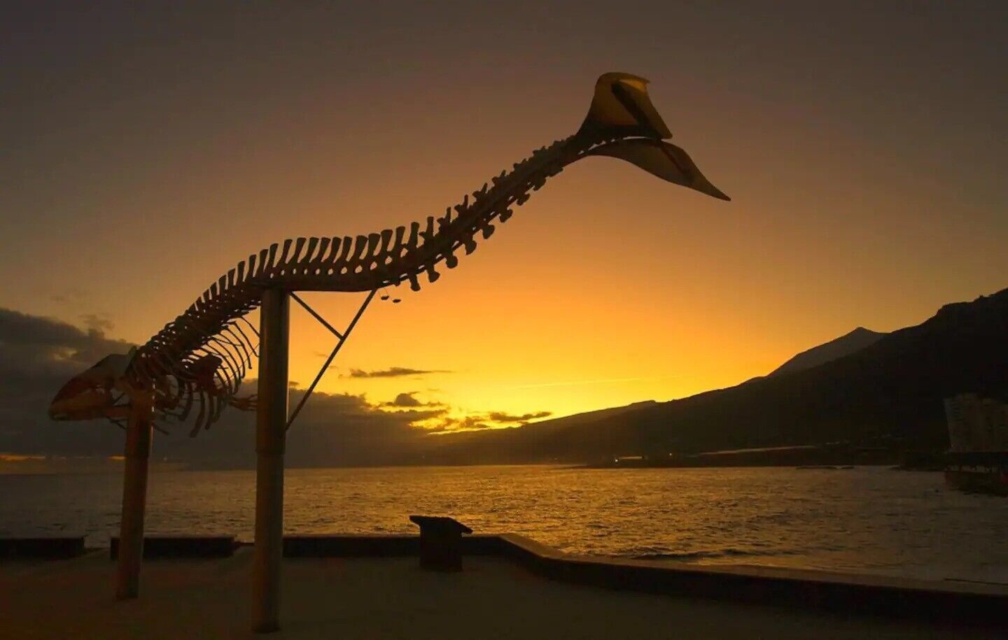 Skelett-Ausstellung vor Sonnenuntergang.