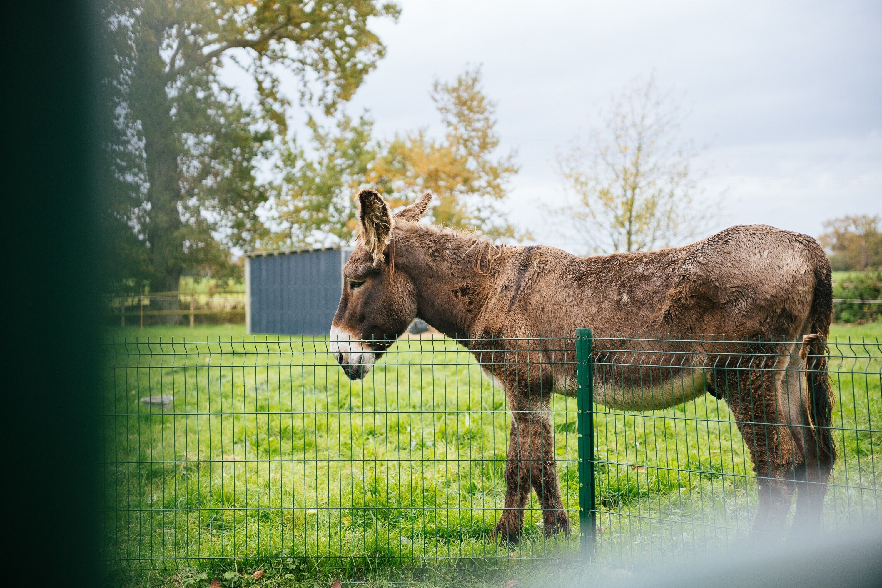 A donkey standing behind a green metal fence in a grassy area with trees in the background.