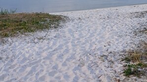 Una playa arenosa con vegetación escasa y una masa de agua tranquila al fondo.