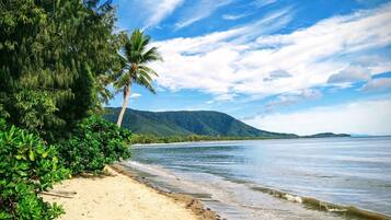 A beach with a palm tree and dense foliage on the left, a sandy shore, and calm waters.