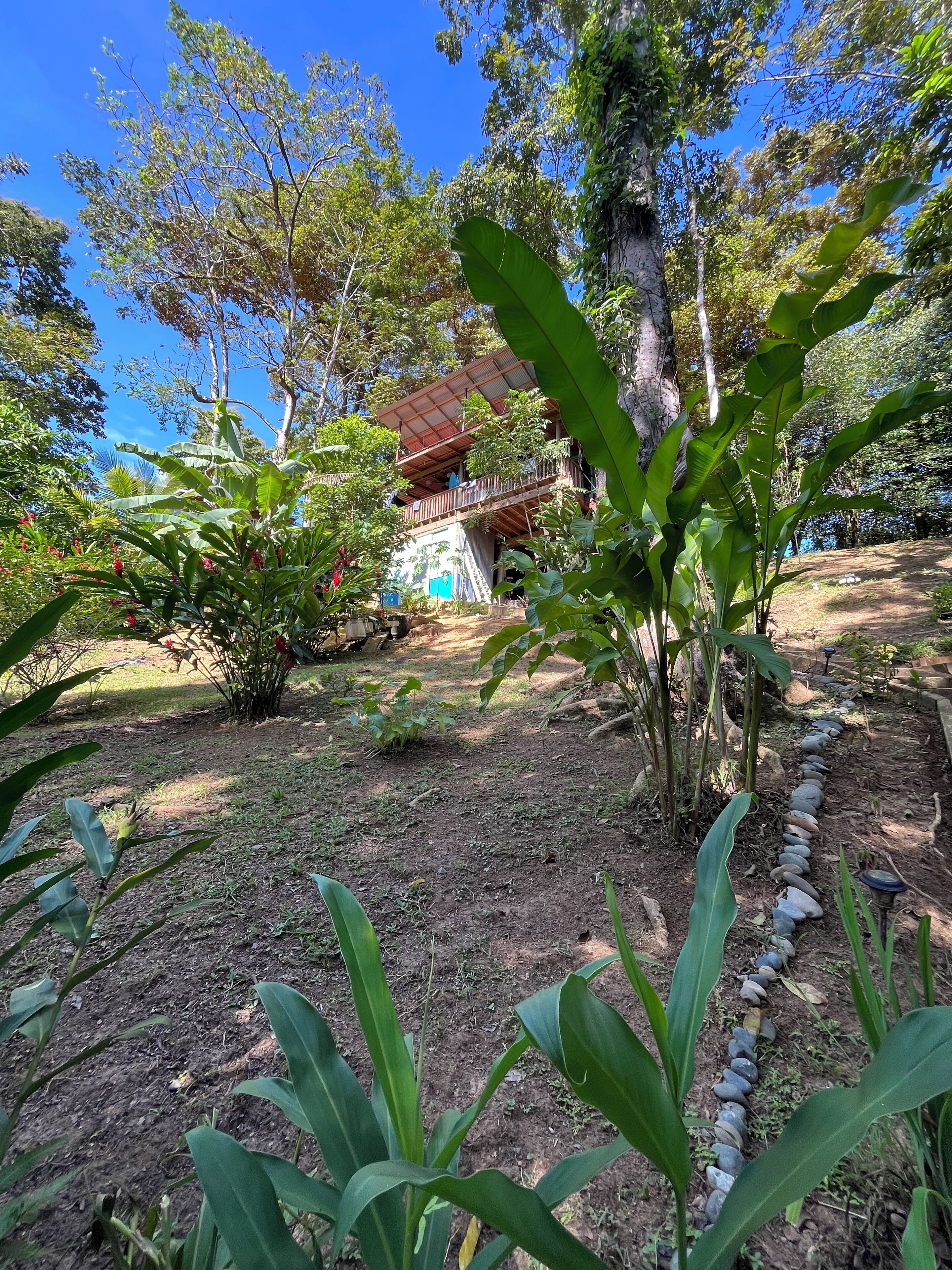 A house surrounded by lush greenery, with a clear blue sky above.