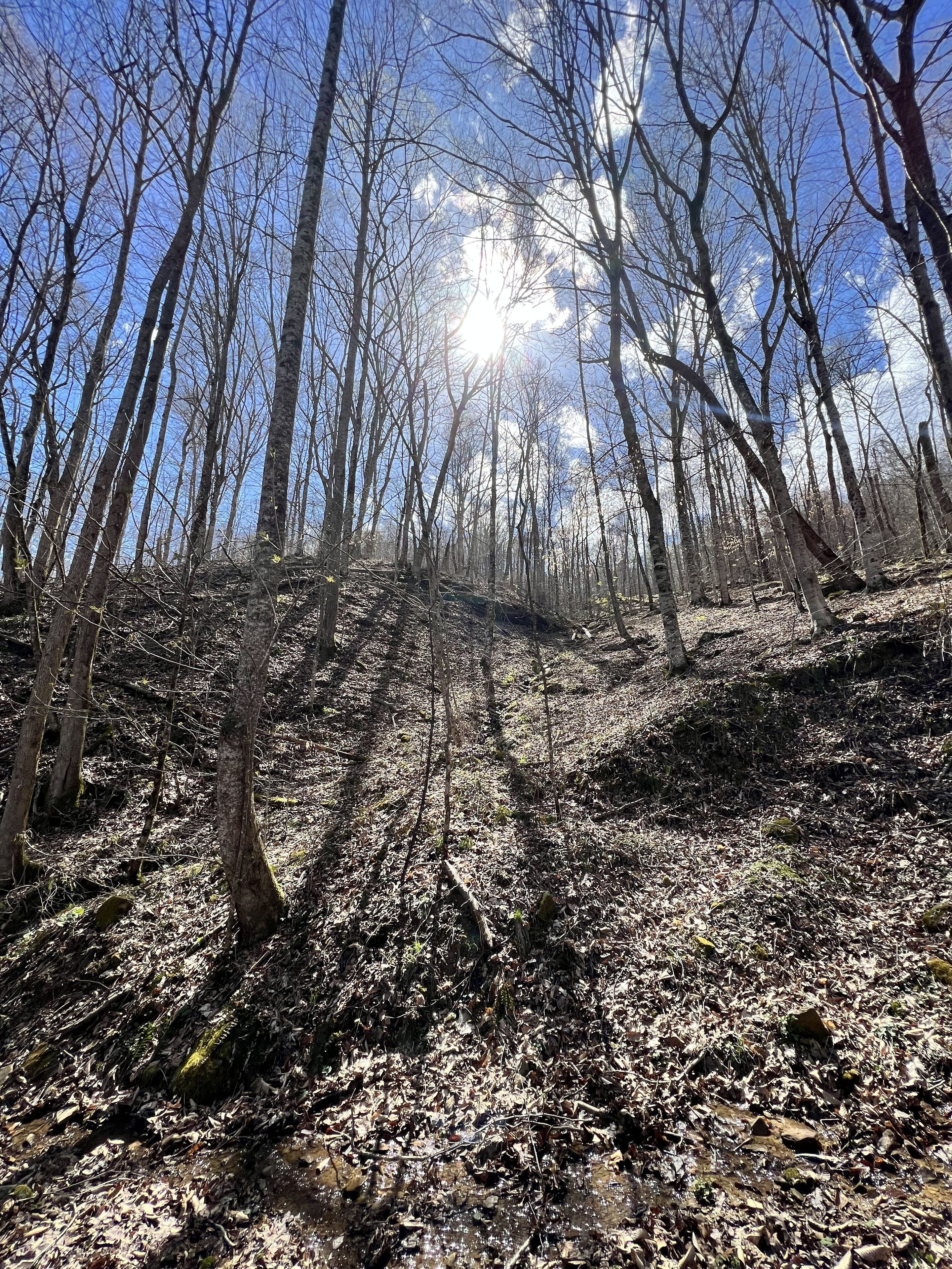 Uma área arborizada com árvores secas e céu limpo.