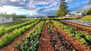 A farm with rows of crops under a partly cloudy sky. - Saturn's Return (Friday Harbor)