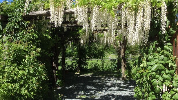 Um caminho no jardim com uma pérgula coberta de flores brancas, rodeado por vegetação exuberante.