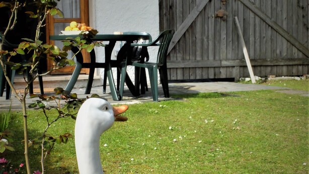 A white goose in a garden with a wooden fence, a table, and chairs in the background.