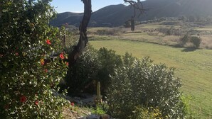 Un jardin avec un grand arbre, un cactus et diverses plantes.