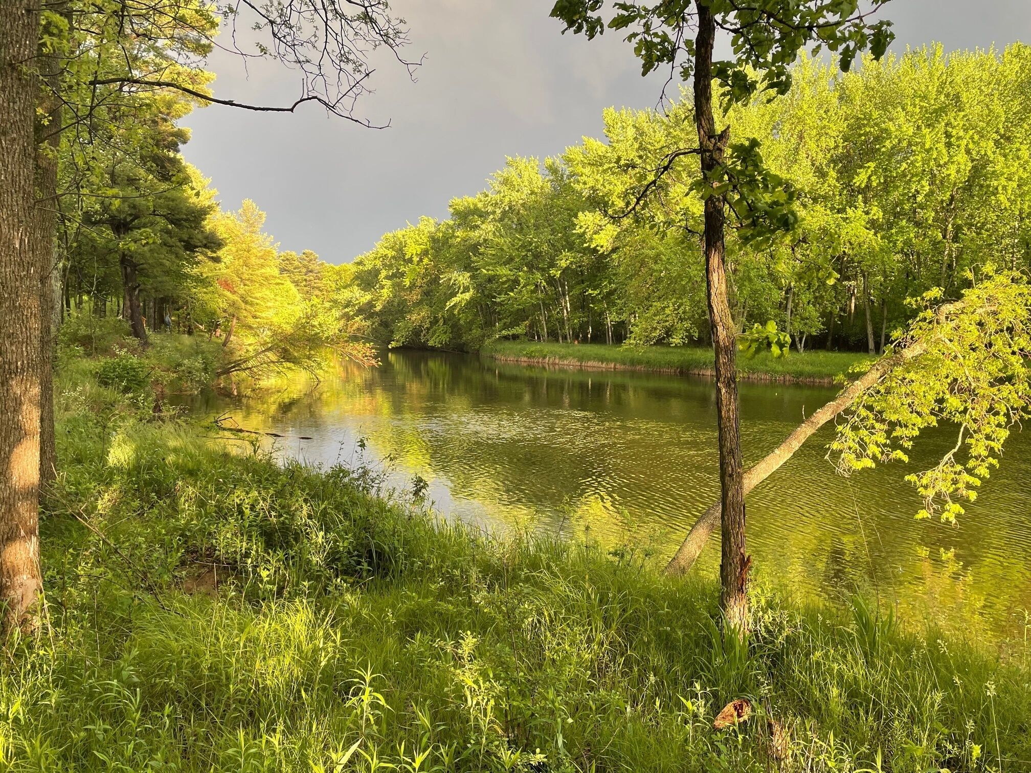 Un paysage paisible au bord de la rivière, avec une végétation luxuriante et de nombreux arbres.