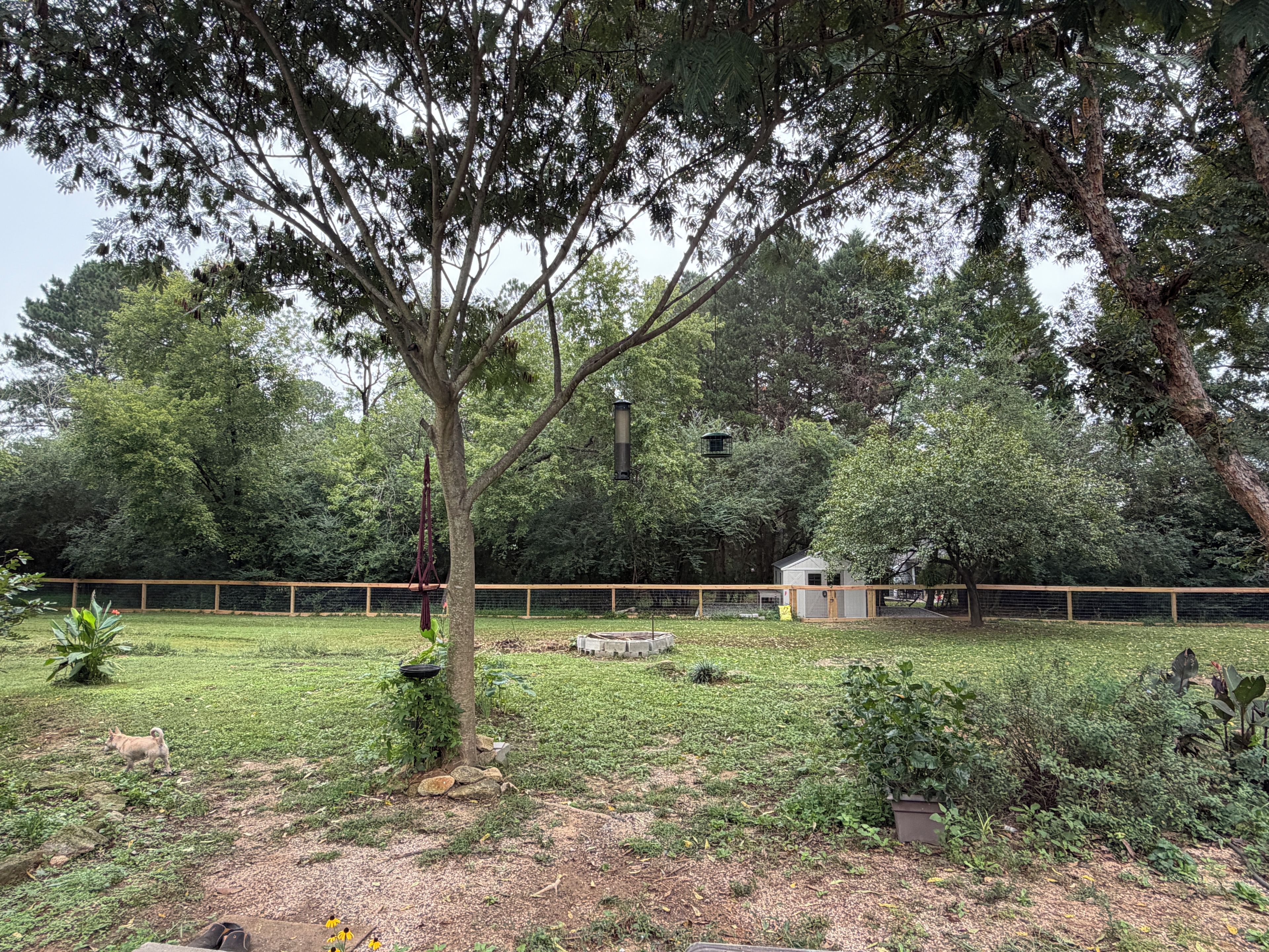 A fenced outdoor area with a small shed, a tree, and a dog.
