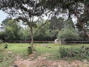 Un espace extérieur clos, avec un petit abri de jardin, un arbre et un chien.
