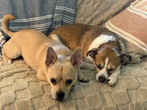 Deux chiens allongés sur une couverture à motifs.