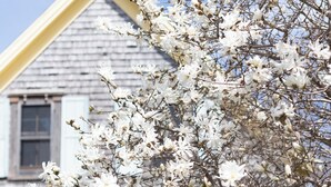 A house with a yellow roof and white walls, surrounded by blooming white flowers. - Avonlea Forest Hill Cottages (Cavendish)