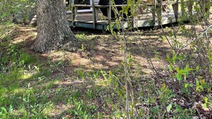 A rustic cabin with a wooden deck and large windows, surrounded by trees and natural vegetation. - Avonlea Forest Hill Cottages (Cavendish)