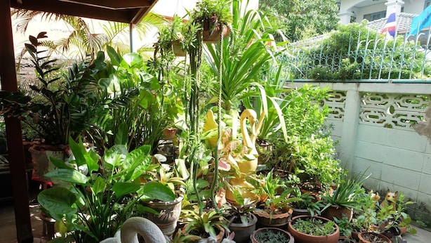 Une variété de plantes en pot et de sculptures de jardin, dont un cygne et des lapins, sont disposées sur une terrasse dotée d’un sol carrelé et d’un mur blanc en arrière-plan.