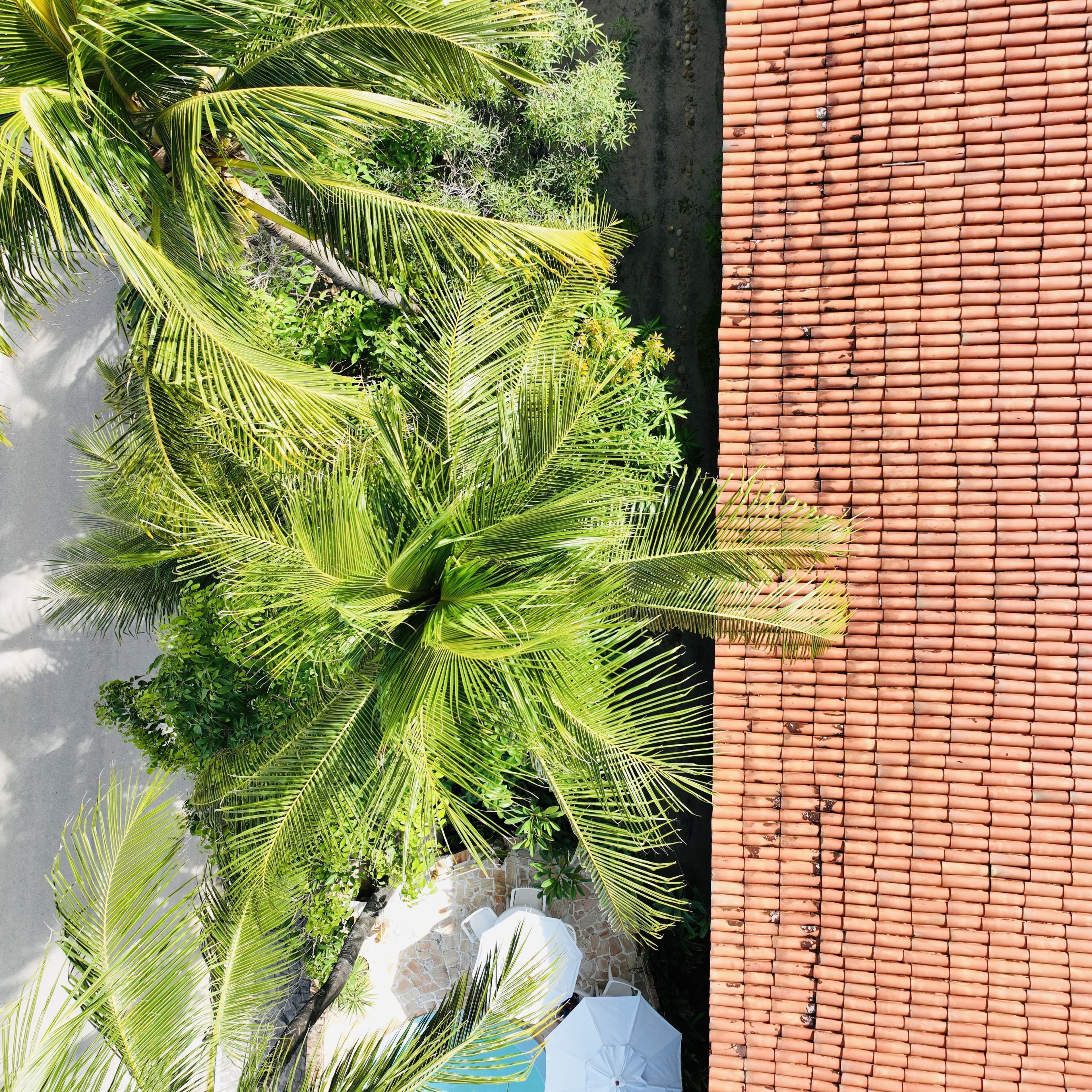 A rooftop with a red-tiled surface and a cluster of palm trees.